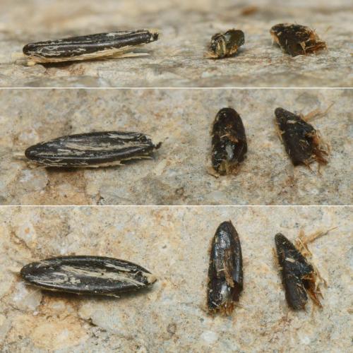 Triteleia peyerimhoffi